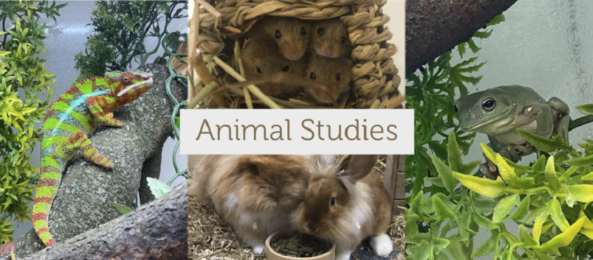 Animal Studies Animal Studies