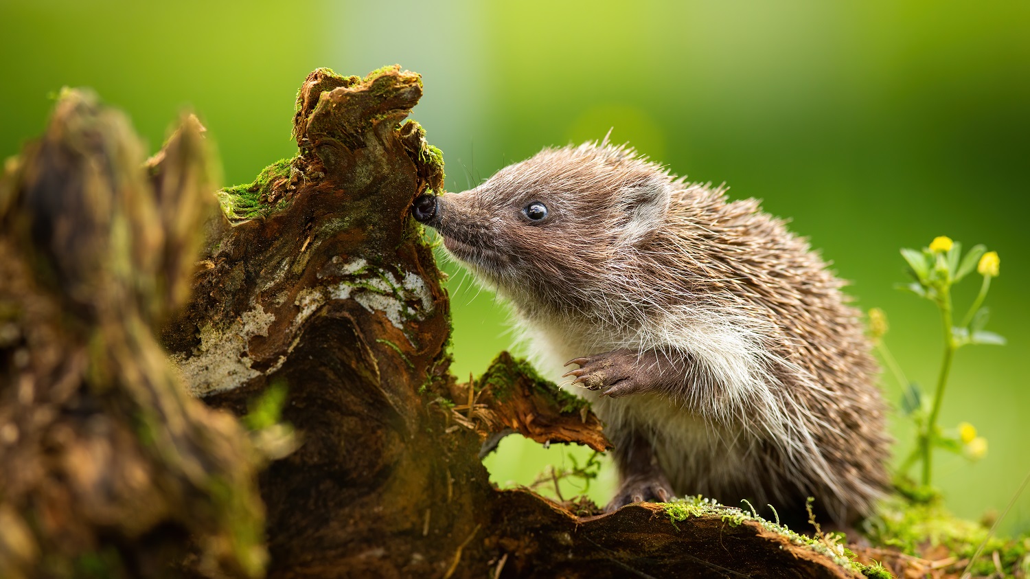 Hedgehog Friendly Campus