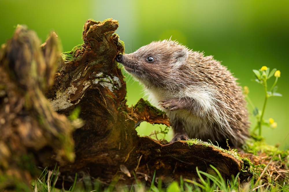 Hoglet hedgehog