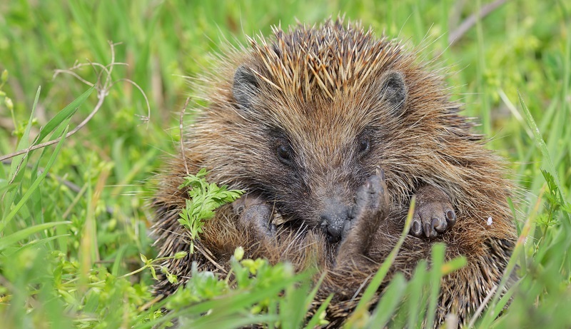 CONSTRUCTION BOX 1: Building a Hedgehog House