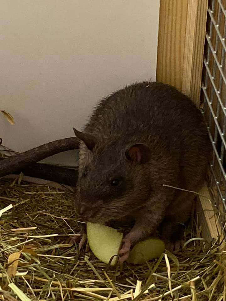 Photo of a small rodent holding a piece of fruit