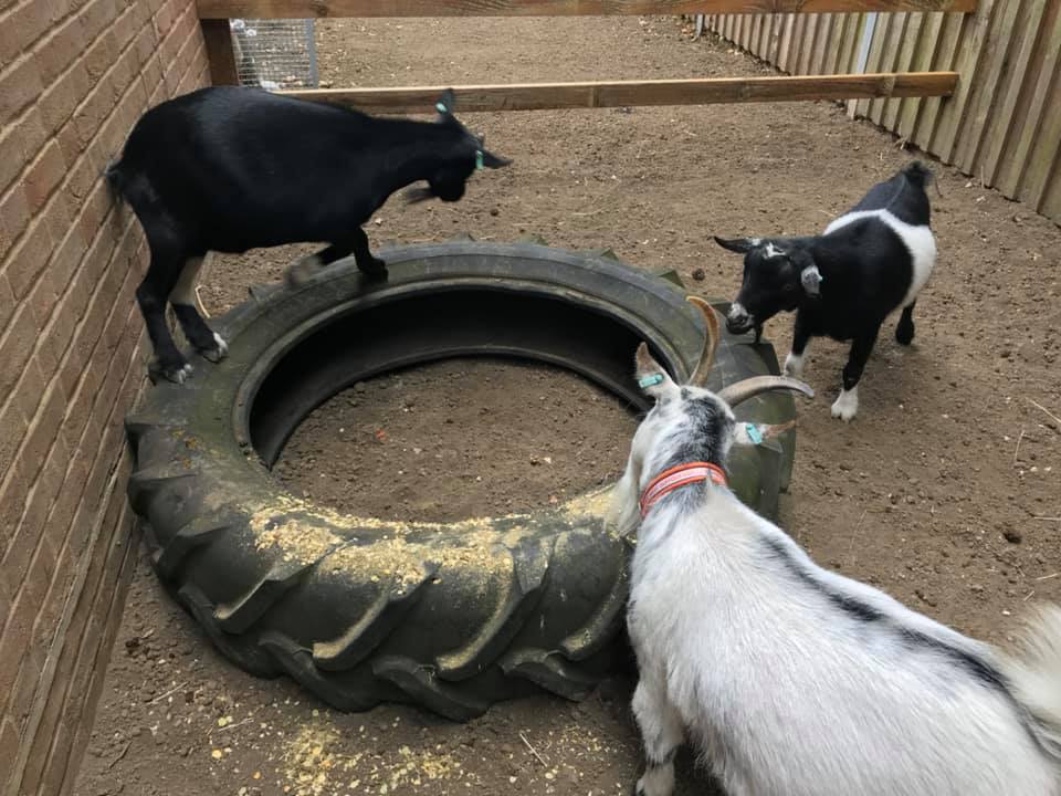 Photo of three goats, one black and two black and white playing on and around a tyre