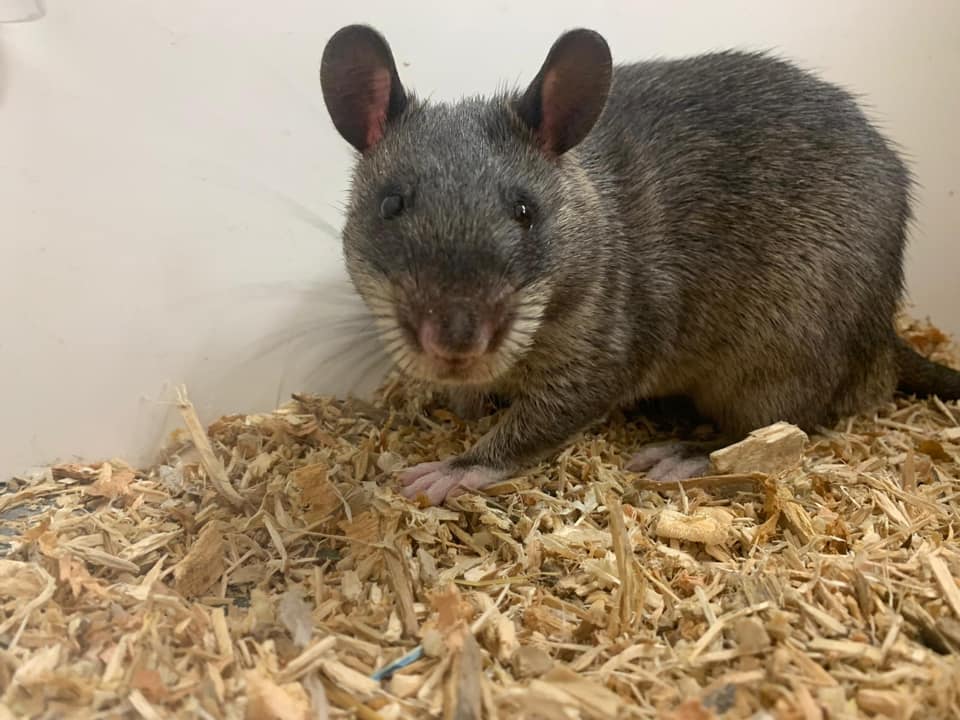 Photo of a small grey rodent looking at the camera
