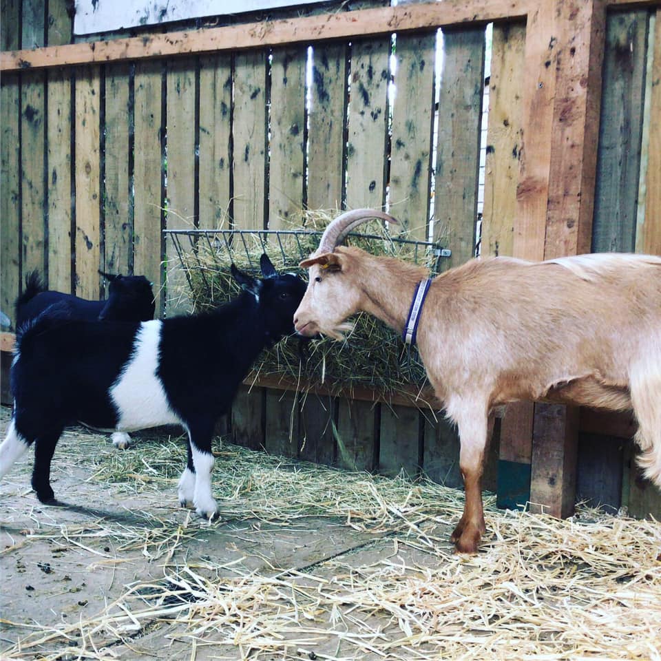 Photo of two goats standing by some feeding grass