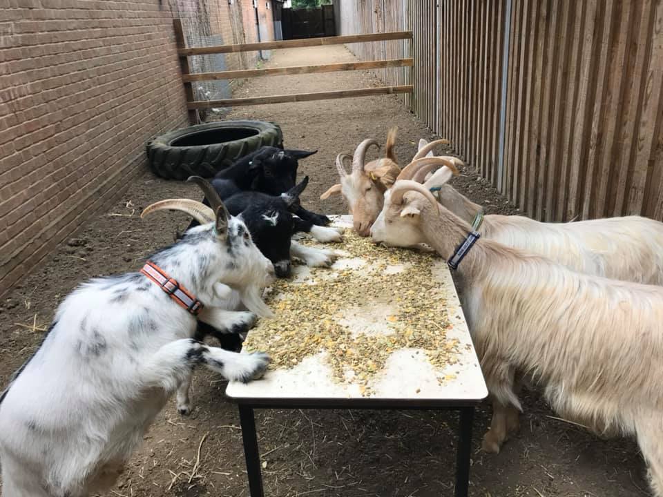 Photo of six goats reaching up onto a table to eat food