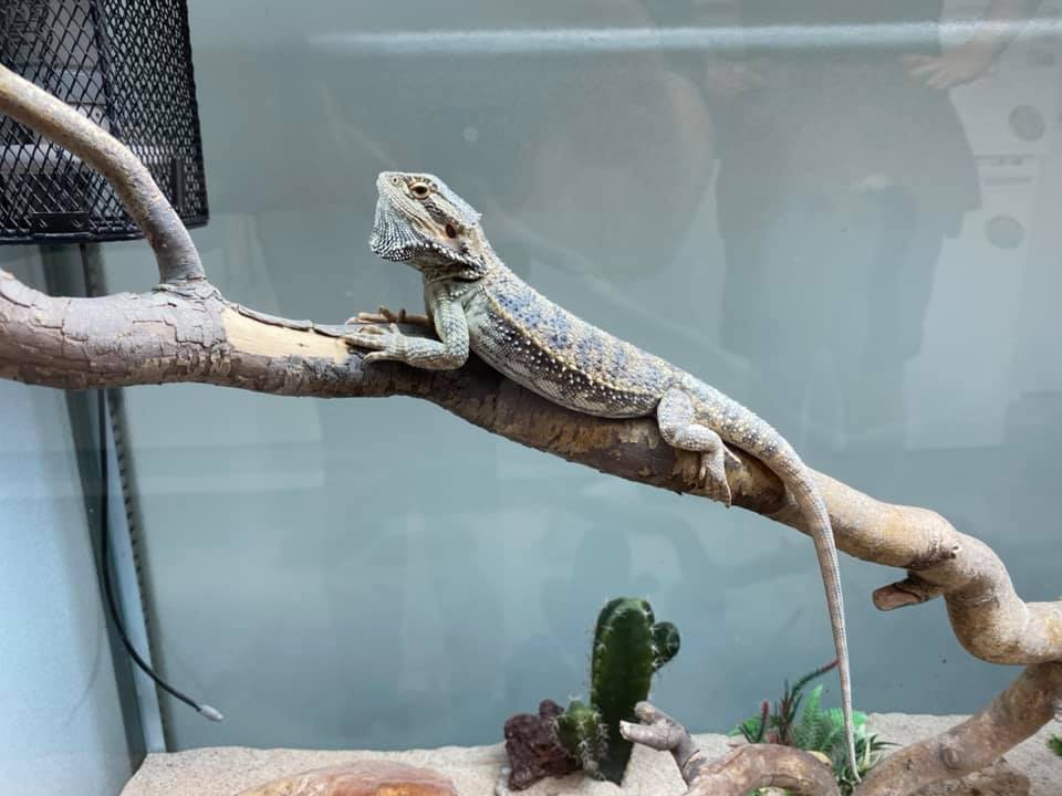 Photo of a lizard on a branch