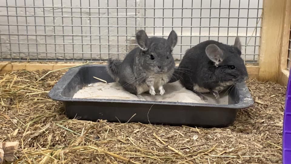Photo of two small animals sitting in a tray of sawdust