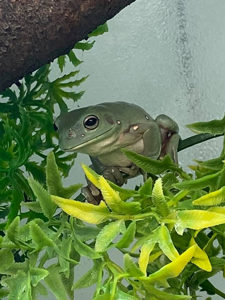 Photo of a green frog sitting on a branch