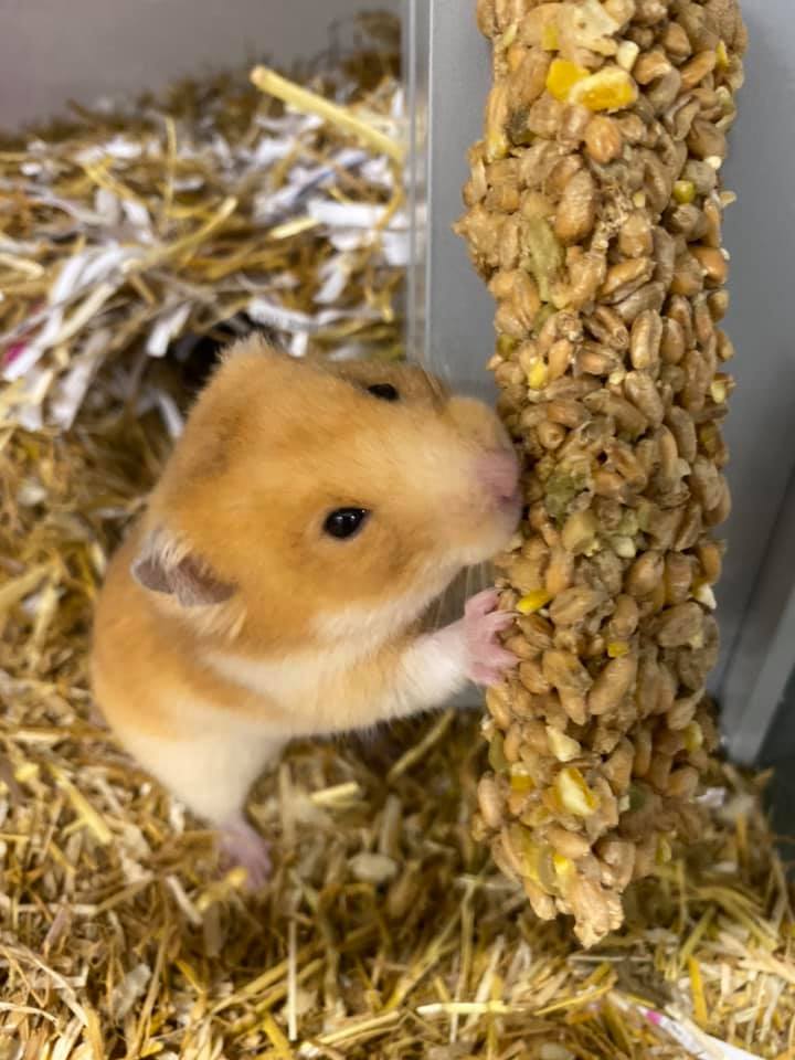 Close up of a hamster eating from a piece of hanging food