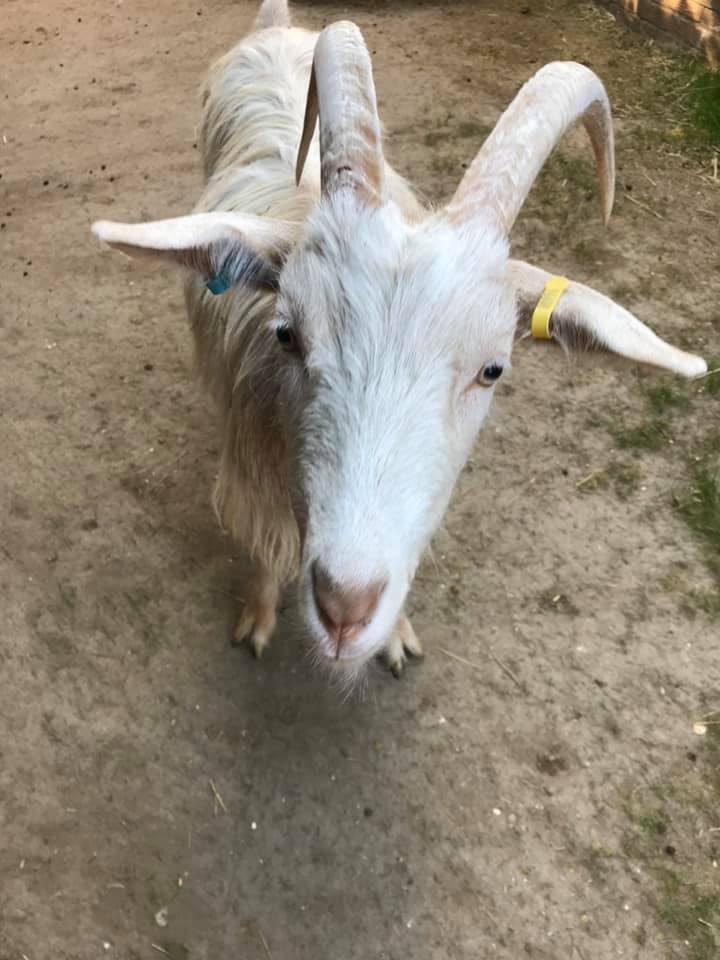 Photo of a white goat looking at the camera