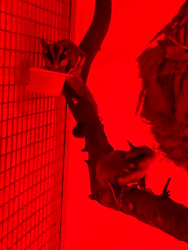 Photo of two animals sitting on a branch with a red light lighting the enclosure