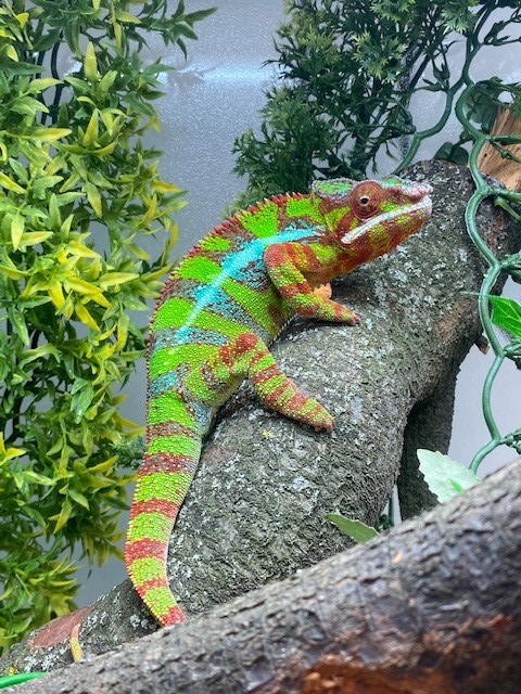 Photo of a colourful lizard on a branch