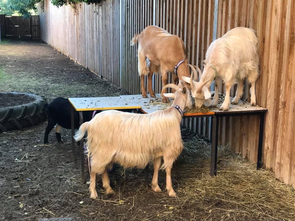 Photo of three goats eating, one reaching onto the table and two on the table