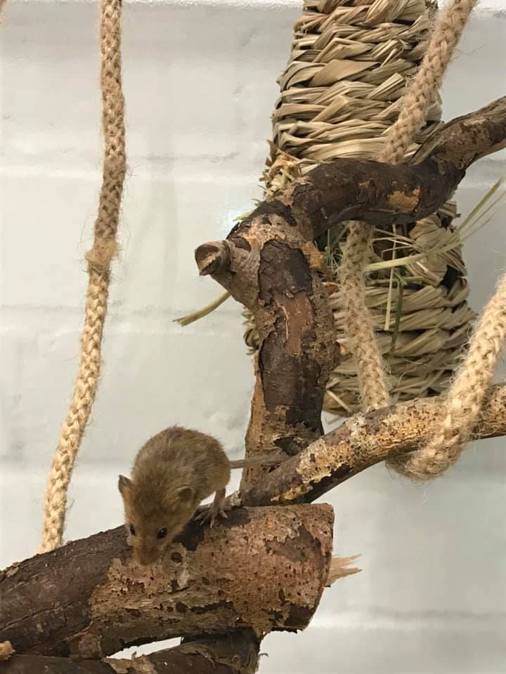 Photo of a small rodent on a branch