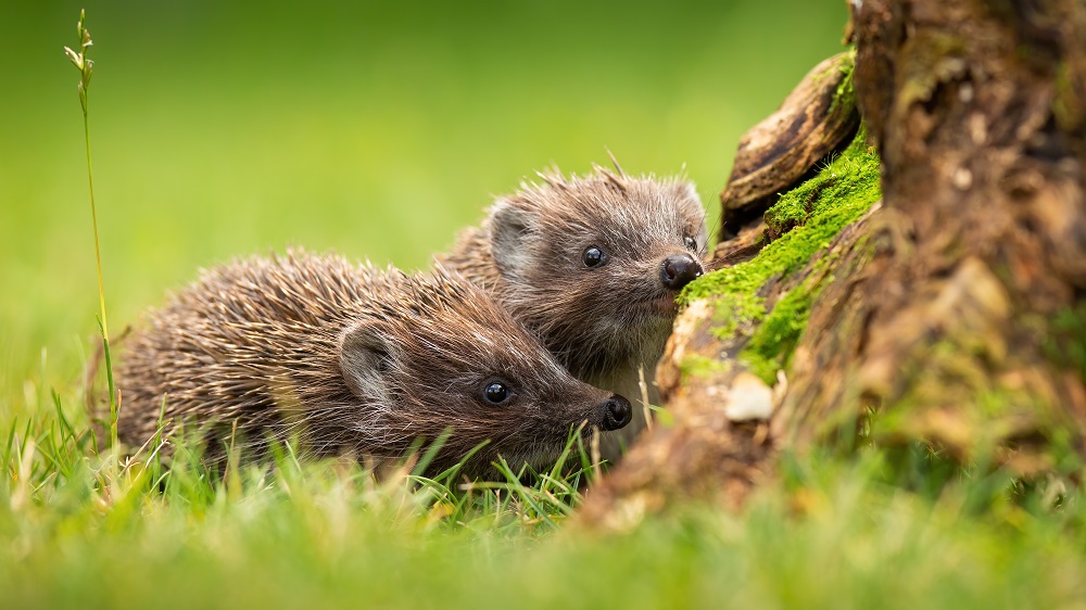 Hoglets